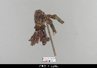 藏品(中國湖北皮影戲偶身)的圖片